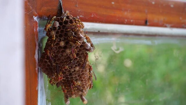 A close up shot of yellow paper wasp nest on a window pan. Paper wasps are vespid wasps that gather fibers from dead wood and plant stems,mix with saliva, construct gray or brown papery material.