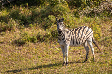 Plains zebra, equus quagga, equus burchellii, common zebra, iSimangaliso Wetland Park, South Africa.
