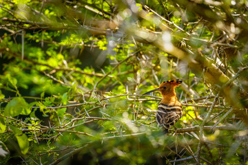 African Hoopoe (Upupa africana) perched in a tree, iSimangaliso Wetland Park, South Africa.