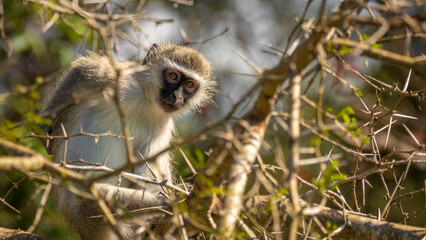 Vervet monkey (Chlorocebus pygerythrus), iSimangaliso Wetland Park, South Africa.