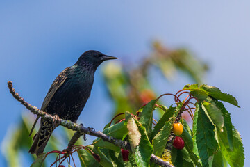 Stare im Kirchbaum