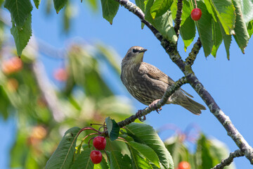 Stare im Kirchbaum