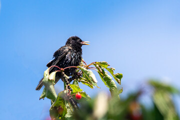 Stare im Kirchbaum