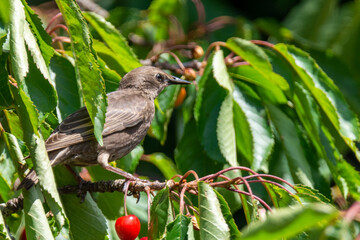 Star - Jungstar im Kirschbaum