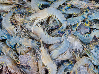 Giant freshwater shrimp, Aquaculture product