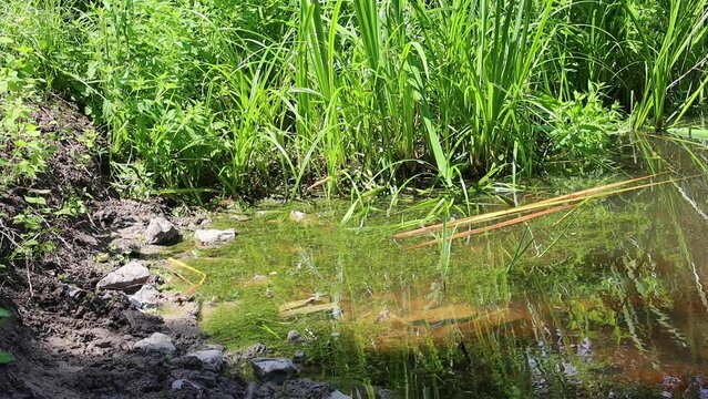 Frogs sitting at the edge of a pond and jumping in the water in slow motion