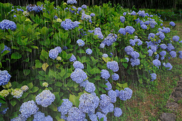 雨とあじさい　雨を強調