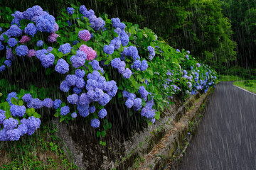 雨とあじさい　雨を強調