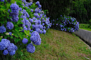 雨とあじさい　雨を強調
