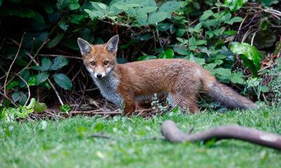Urban fox cubs exploring the garden