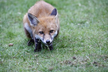 Urban fox cubs exploring the garden