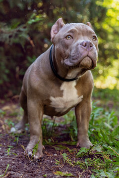 Cute puppy of American Bully breed, with strong body and serious face expression, of lilac beige color, standing on the grownd in front of green trees. Exotic new breed, outdoor, soft selective focus.