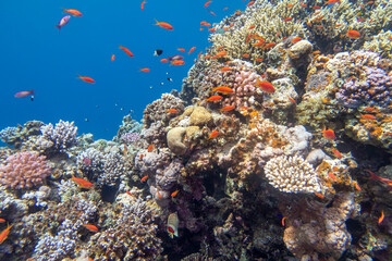 Fototapeta na wymiar Colorful, picturesque coral reef at bottom of tropical sea, hard and soft corals with Anthias fishes, underwater landscape