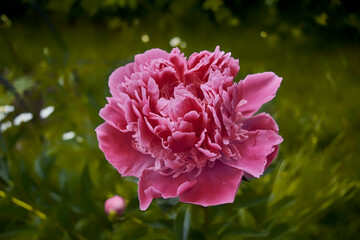 Pink peony flower on blurred background. Beautiful fragrant peonies flowers