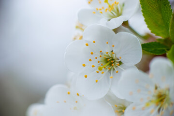 White cherry flowers on a branch on a sunny day on a light background. Spring snow-white bloom in a garden or park