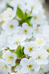 White cherry flowers on a branch on a sunny day on a light background. Spring snow-white bloom in a garden or park