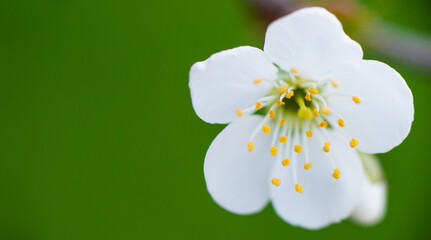 Close-up of a white cherry flower on a sunny day on a green blurred background with selective focus. Spring bloom
