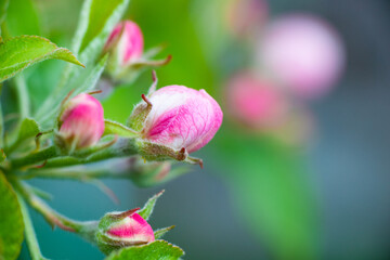 Pink buds of unopened apple tree flowers on a branch on a sunny day against a green foliage background. Spring bloom in a garden or park