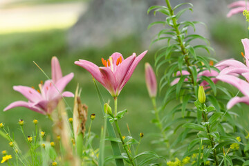 Obraz premium a group of blooming pink lilies in the front garden