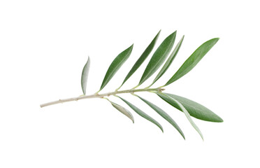 Fresh olive branch leaves isolated on white background