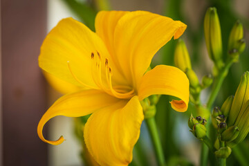 a newly opened yellow lily in the side lily garden