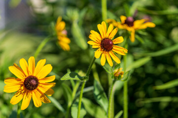 a group of Black-eyed Susan blooming in the back garden