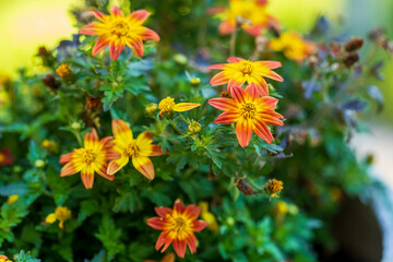 a group of Campfire Flame Bidens in a flower pot on the patio