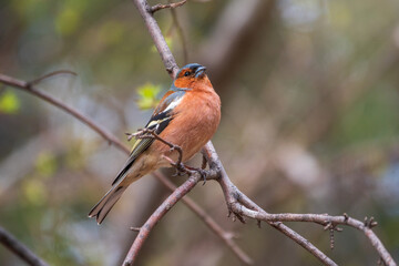 Common chaffinch, Fringilla coelebs, sits on a tree. Common chaffinch in wildlife.