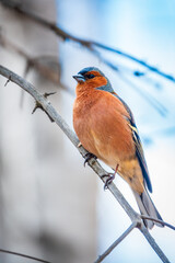 Common chaffinch, Fringilla coelebs, sits on a tree. Common chaffinch in wildlife.