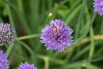 close up of a flower