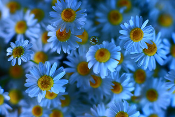 Fototapeta premium texture background flowers chamomile white top view summer daisy