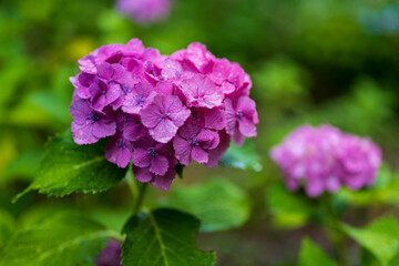 ハートの紫陽花