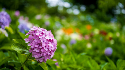 色とりどりの紫陽花