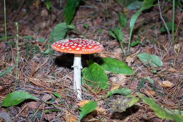 Fly agaric red. Red poisonous fly agaric in the forest. Close-up.