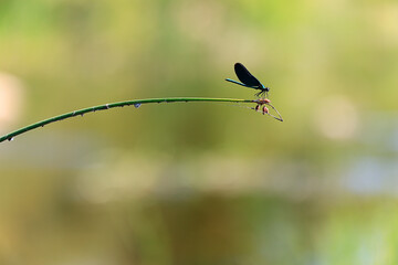 dragonfly arrow blue by the water