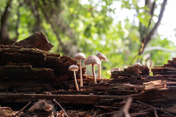 A colony of mushrooms grows from a rotten snag in the forest. Defocused background. Forest...