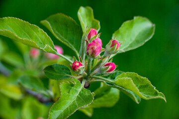 Pink buds of unopened apple tree flowers on a branch on a sunny day against a green foliage background. Spring bloom in a garden or park