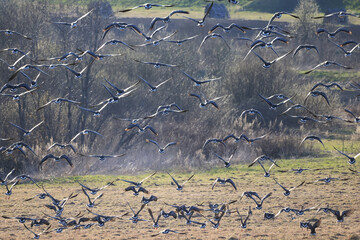 mallard duck in the wild, migratory bird, seasonal migration