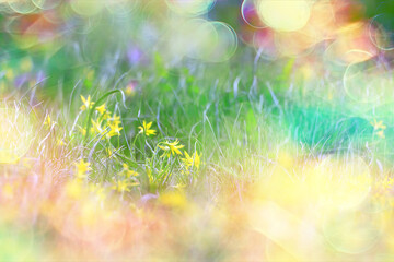 glare sun bokeh background wild spring flowers