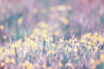 goose onion lawn background small spring yellow flowers