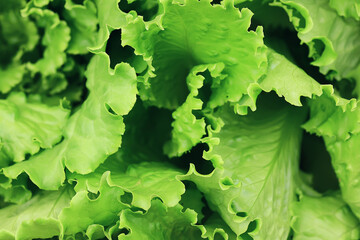 green lettuce leaves background spring food