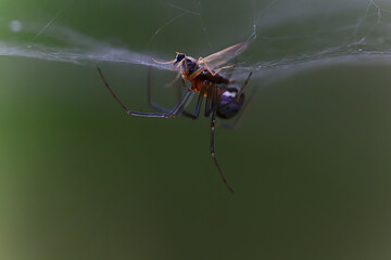 macro small beetle nature insect garden