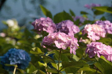 紫陽花