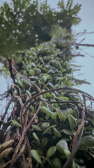 green moss on the rocks