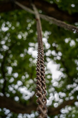 Close up of an ancient swing attached to a tree near Pernik, Bulgaria.. people say the swing has been here for around 200 years