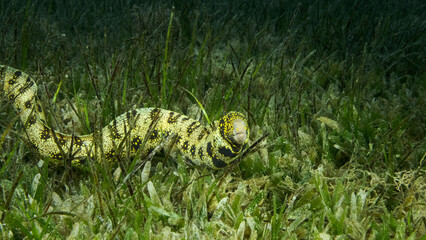 Close-up of Moray slowly swims in green seagrass. Snowflake moray or Starry moray ell (Echidna nebulosa) on Seagrass Zostera. Red sea, Egypt