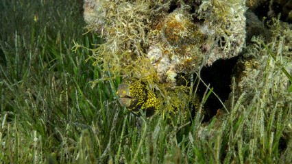 Close-up of Moray on coral reef. Snowflake moray or Starry moray ell (Echidna nebulosa) on Seagrass Zostera. Red sea, Egypt
