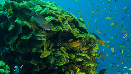 Fototapeta na wymiar School of Lyretail Anthias or Sea Goldie (Pseudanthias squamipinnis) swims near Lettuce coral or Yellow Scroll Coral (Turbinaria reniformis). Red sea, Egypt