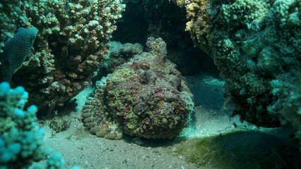 Fototapeta na wymiar Close-up of the Stonefish on coral reef. Reef Stonefish (Synanceia verrucosa). Red sea, Egypt