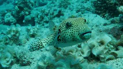 Close-up of Pufferfish swims near coral reef. Blackspotted Puffer (Arothron stellatus), Red sea, Egypt